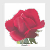 Carré Rose rouge - Red rose  シール (シート)