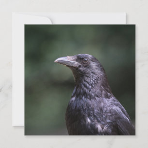 Carrion crow自然写真カード