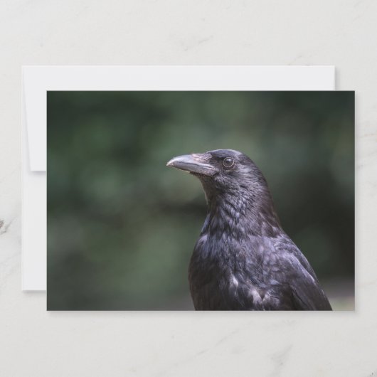 Carrion crow bird自然フォトカード (正面)