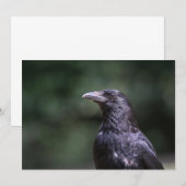 Carrion crow bird自然フォトカード (正面/裏面)