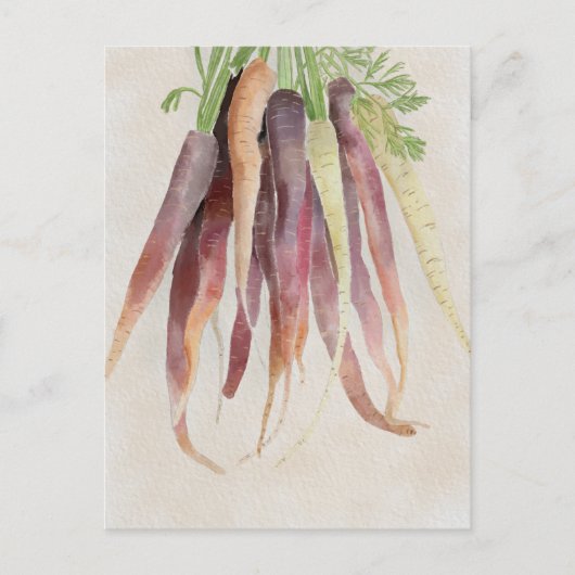 Carrots, 5x7 Post Card ポストカード (正面)