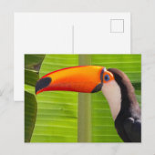 Cartão com design Tucano ポストカード (正面/裏面)
