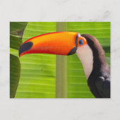Cartão com design Tucano ポストカード (正面)