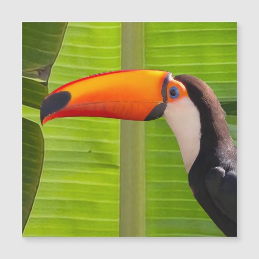 Cartão maagnético com design Tucano (正面)