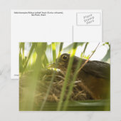 Cartão Postal - Sabiá-Laranjeira | Nº11 ポストカード (正面/裏面)