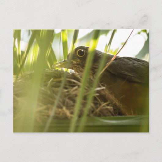 Cartão Postal - Sabiá-Laranjeira | Nº11 ポストカード (正面)