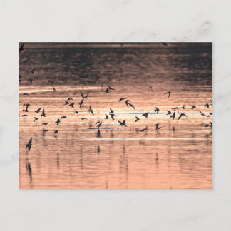 Carte postale ポストカード