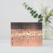 Carte postale ポストカード (スタンド正面)