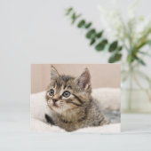 Carte postale chaton tigré ポストカード (スタンド正面)