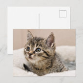 Carte postale chaton tigré ポストカード (正面/裏面)