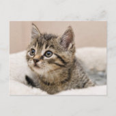 Carte postale chaton tigré ポストカード (正面)