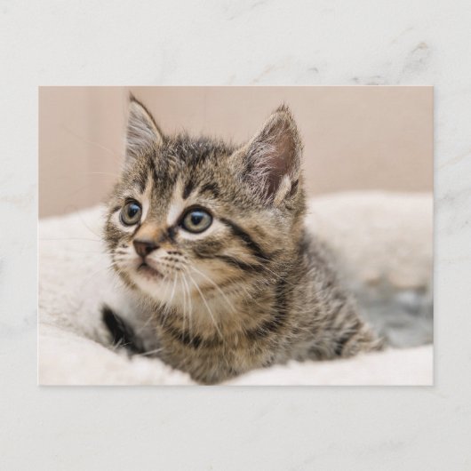 Carte postale chaton tigré ポストカード (正面)