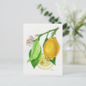 Carte postale Citron « Limonier ferraris » ポストカード (スタンド正面)