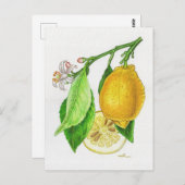 Carte postale Citron « Limonier ferraris » ポストカード (正面/裏面)