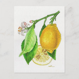 Carte postale Citron « Limonier ferraris » ポストカード