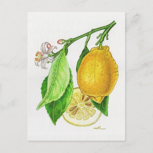 Carte postale Citron « Limonier ferraris » ポストカード (正面)