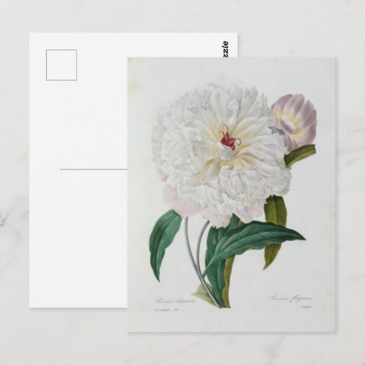 Carte Postale Fleurs 10 ポストカード (正面/裏面)