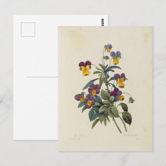 Carte Postale Fleurs 13 ポストカード (正面/裏面)