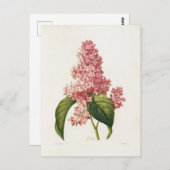 Carte Postale Fleurs 16 ポストカード (正面/裏面)