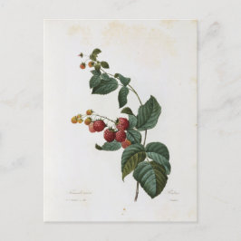 Carte Postale Fleurs 17 ポストカード