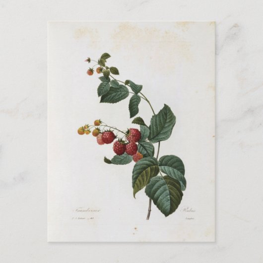 Carte Postale Fleurs 17 ポストカード (正面)