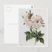 Carte Postale Fleurs 6 ポストカード (正面/裏面)