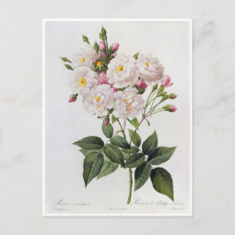 Carte Postale Fleurs 6 ポストカード