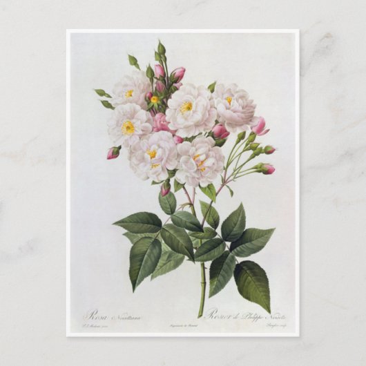 Carte Postale Fleurs 6 ポストカード (正面)