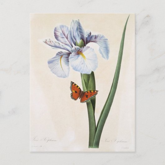 Carte Postale Fleurs 8 ポストカード (正面)