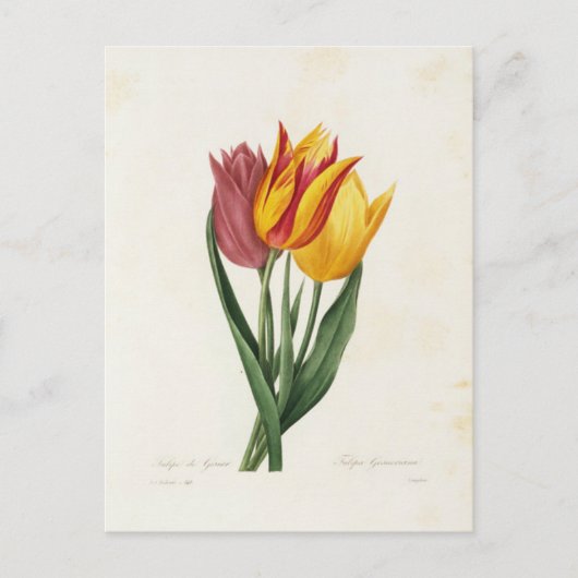 Carte Postale Fleurs 9 ポストカード (正面)