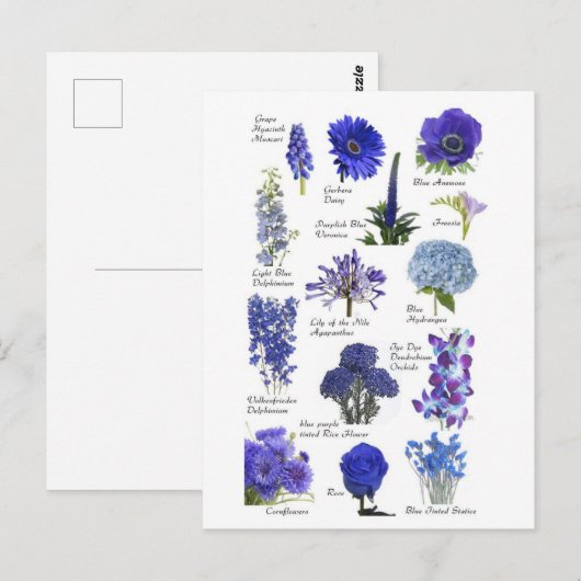Carte Postale Fleurs bleu ポストカード (正面/裏面)