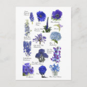 Carte Postale Fleurs bleu ポストカード (正面)
