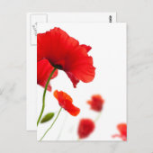 Carte postale - fleurs de coquelicots ポストカード (正面/裏面)