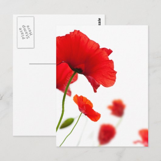 Carte postale - fleurs de coquelicots ポストカード (正面/裏面)