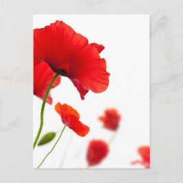 Carte postale - fleurs de coquelicots ポストカード