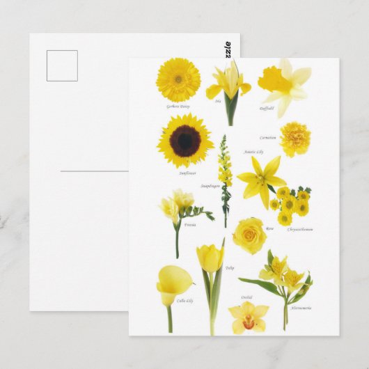 Carte Postale Fleurs jaune ポストカード (正面/裏面)