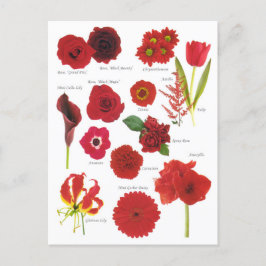 Carte Postale Fleurs rouge ポストカード