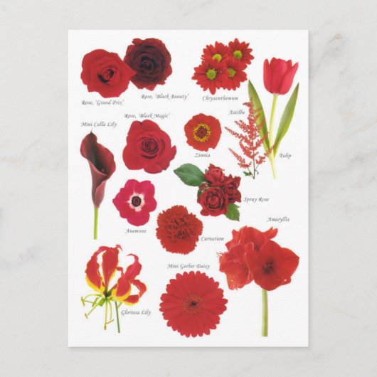 Carte Postale Fleurs rouge ポストカード (正面)