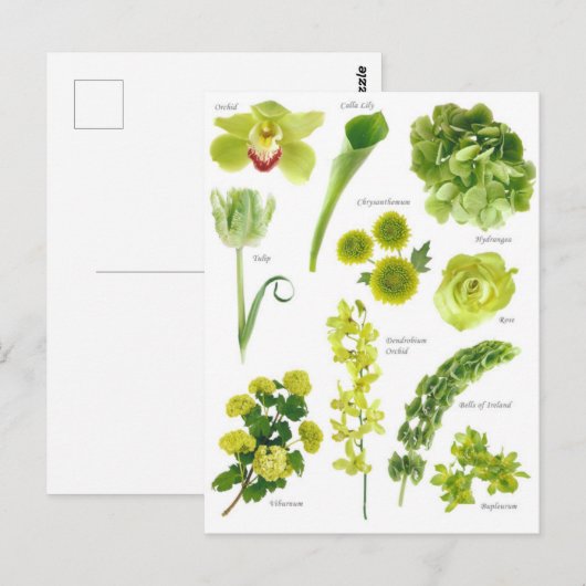 Carte Postale Fleurs vert ポストカード (正面/裏面)