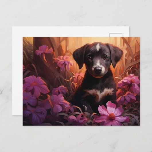 Carte postale Gentle Furball ポストカード (正面/裏面)