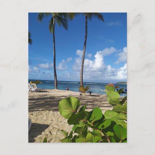 Carte postale Guadeloupe ポストカード (正面)