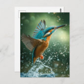 Carte postale Kingfisher ポストカード (正面/裏面)