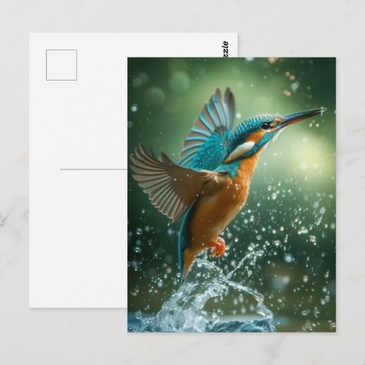 Carte postale Kingfisher ポストカード (正面/裏面)