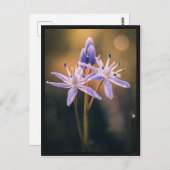 Carte postale le Scille ポストカード (正面/裏面)