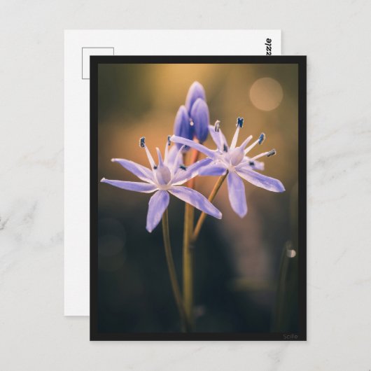 Carte postale le Scille ポストカード (正面/裏面)