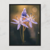 Carte postale le Scille ポストカード (正面)