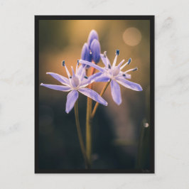 Carte postale le Scille ポストカード