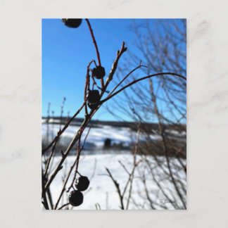 Carte postale paysage Baies d'hiver  ポストカード