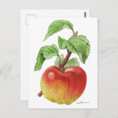 Carte postale " Pomme Jeanne Hardy " ポストカード (正面/裏面)