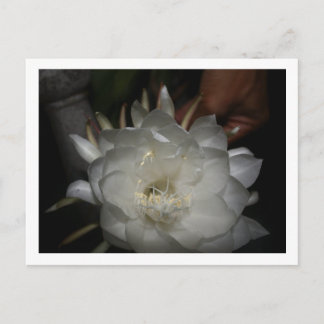 Carte postale, Taille : Carte postale standard, Pa ポストカード